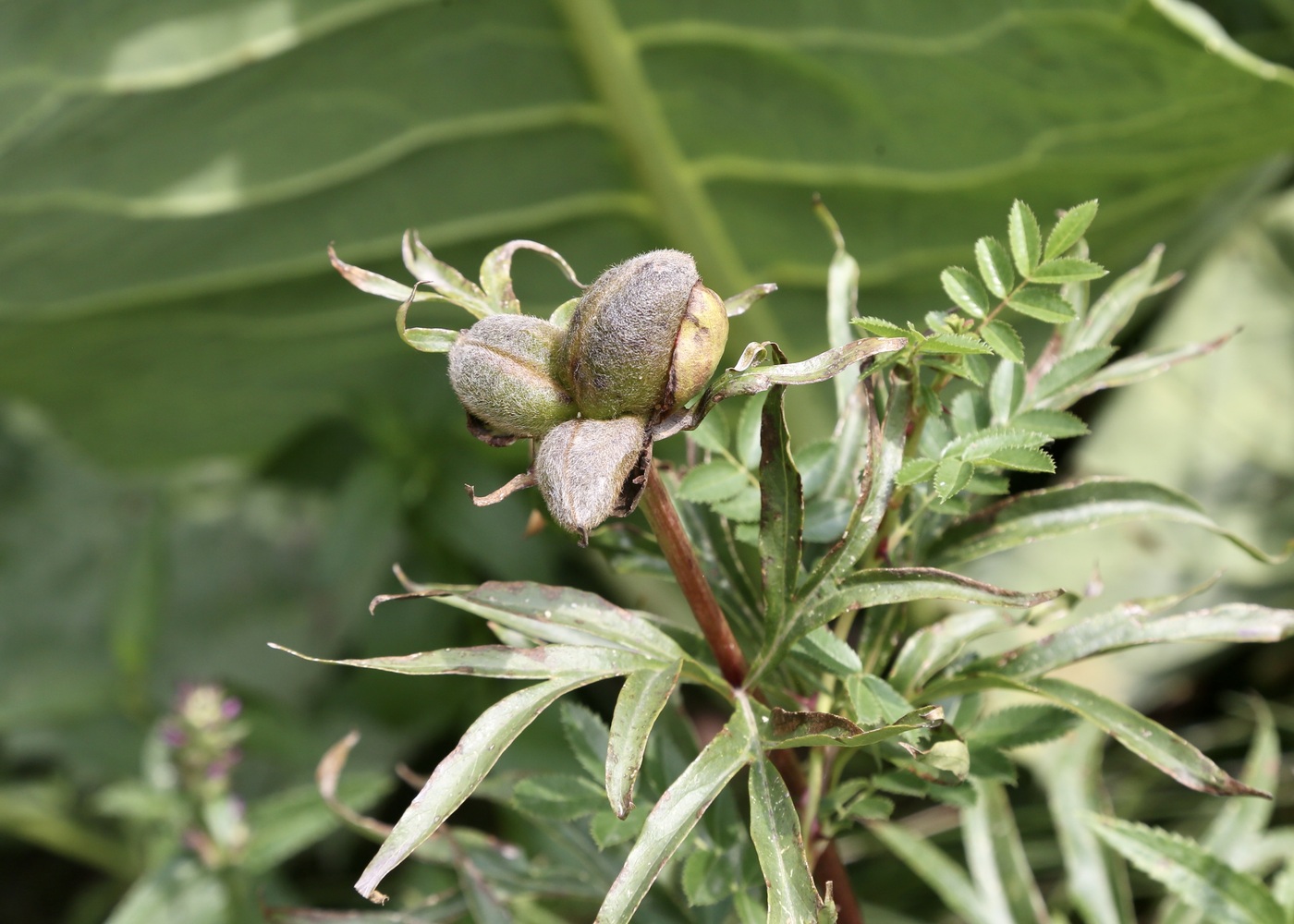 Изображение особи Paeonia intermedia.