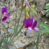 Lathyrus digitatus. Побег с цветками и бутонами. Крым, в горах между Приветным и Белогорском. 12 мая 2011 г.
