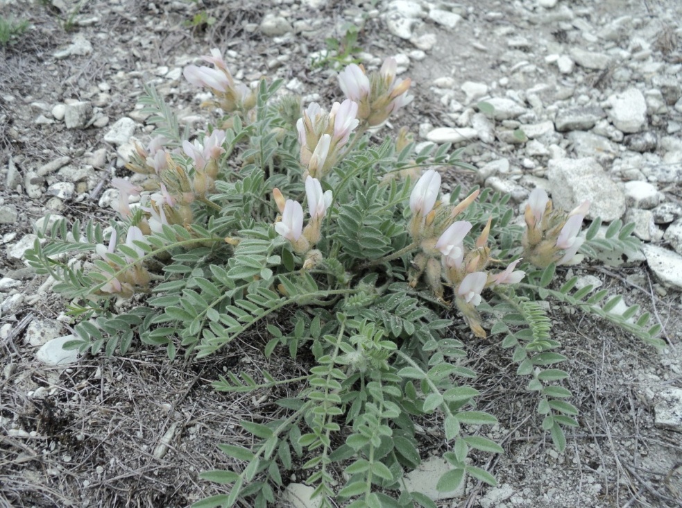 Изображение особи Astragalus sareptanus.