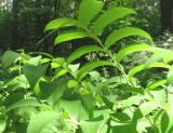 Polygonatum ovatum