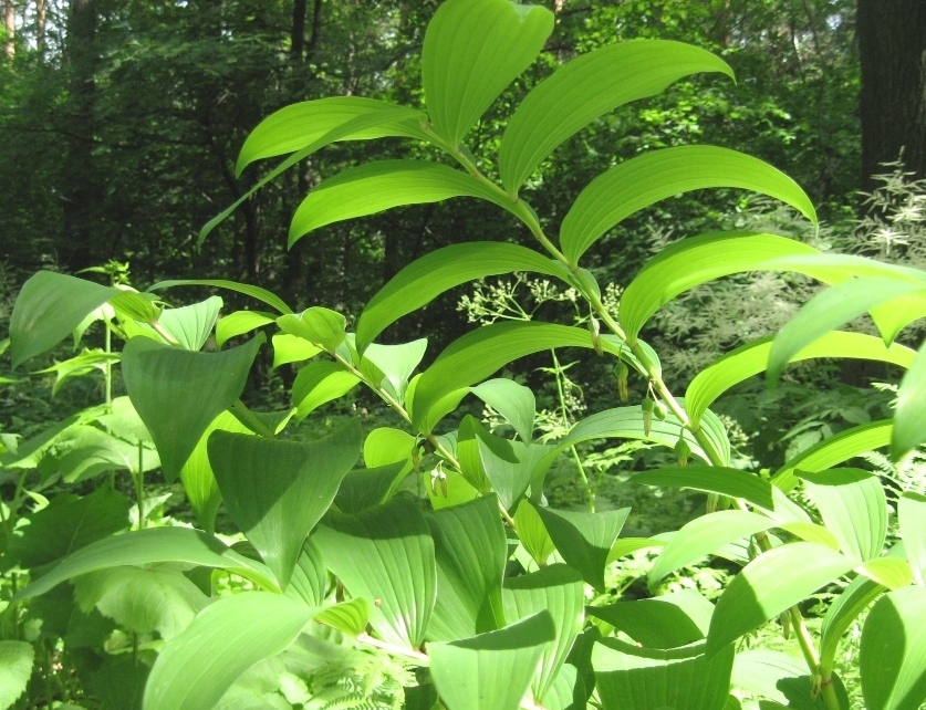 Image of Polygonatum ovatum specimen.
