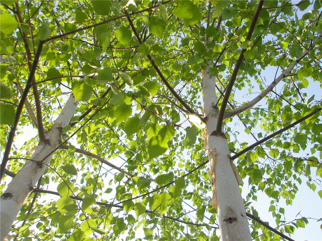 Изображение особи Betula pendula.