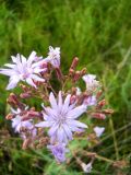 Lactuca tatarica