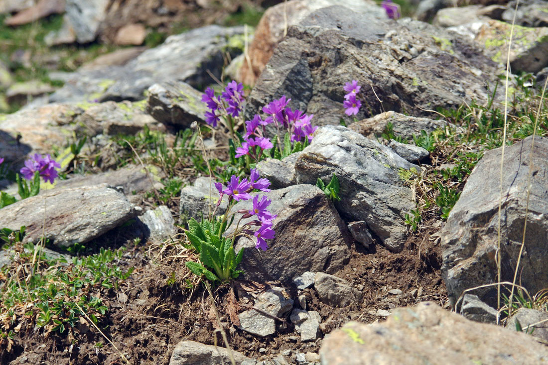 Изображение особи Primula amoena.