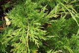 Juniperus sabina