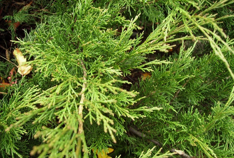 Изображение особи Juniperus sabina.