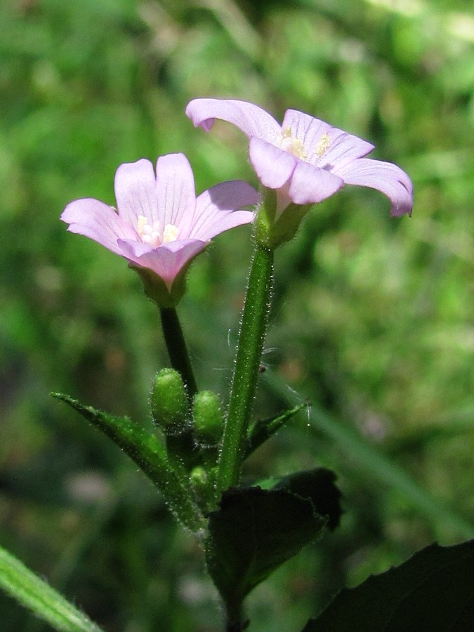 Image of Epilobium parviflorum specimen.