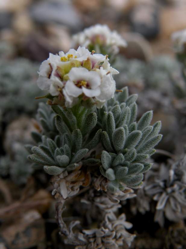 Image of Ptilotrichum canescens specimen.