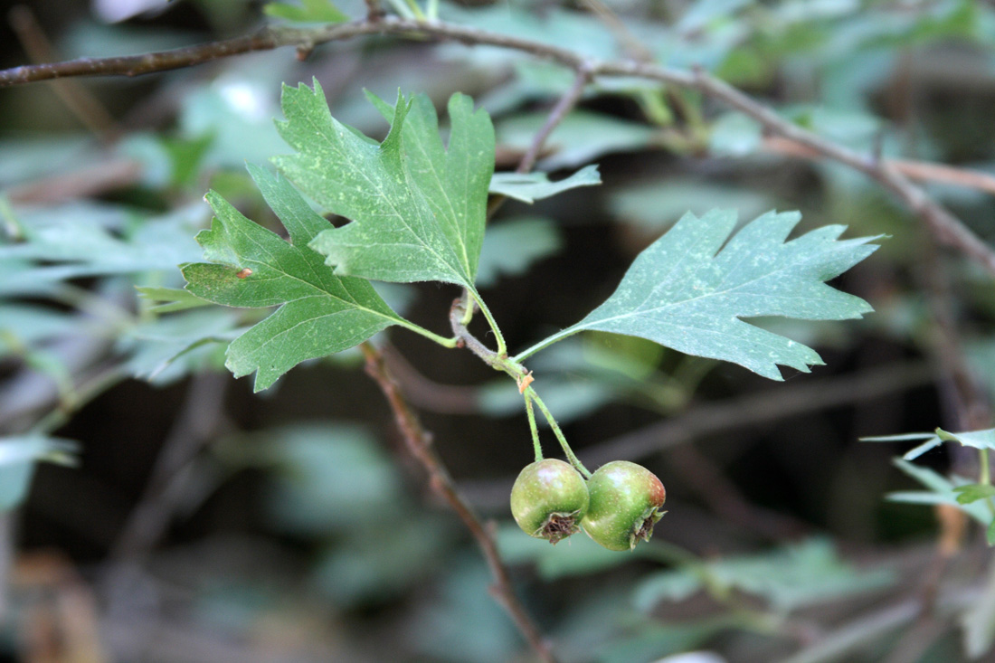 Изображение особи Crataegus pseudoazarolus.