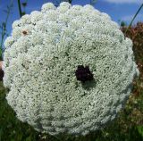 Daucus carota