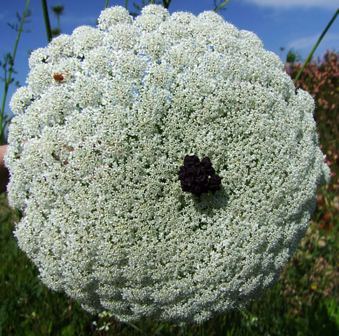 Изображение особи Daucus carota.