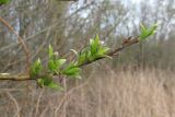 Salix myrsinifolia