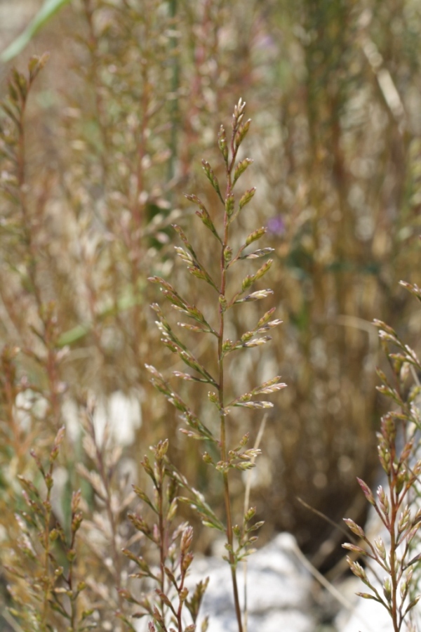 Image of Scleropoa rigida specimen.