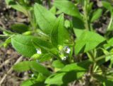 Myosotis sparsiflora. Верхушка цветущего растения. Московская обл., Одинцовский р-н, г. Кубинка, обочина дороги. 24.05.2011.