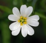 Image of taxon representative. Author is Виталий Гуменюк