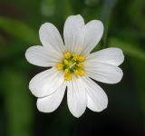 Stellaria holostea