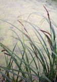 Carex acuta