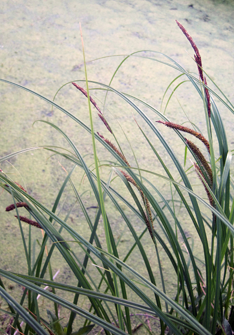 Image of Carex acuta specimen.