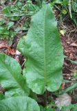 Rumex sylvestris