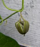 Aristolochia fimbriata