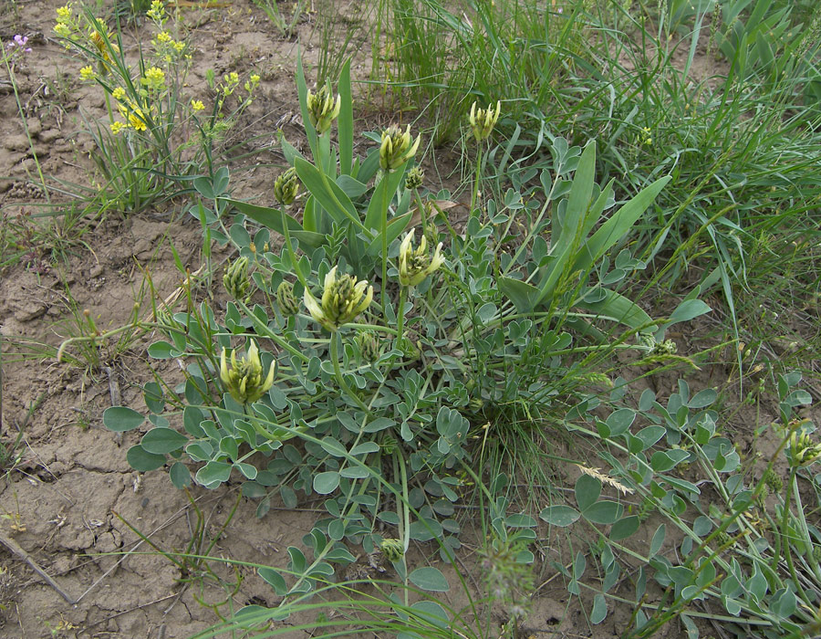 Image of Astragalus calycinus specimen.