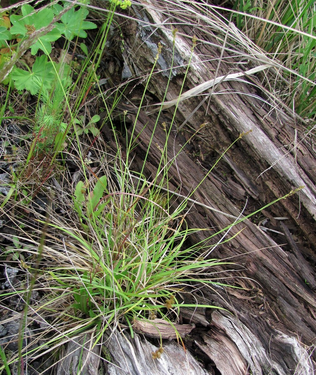 Image of Carex brunnescens specimen.