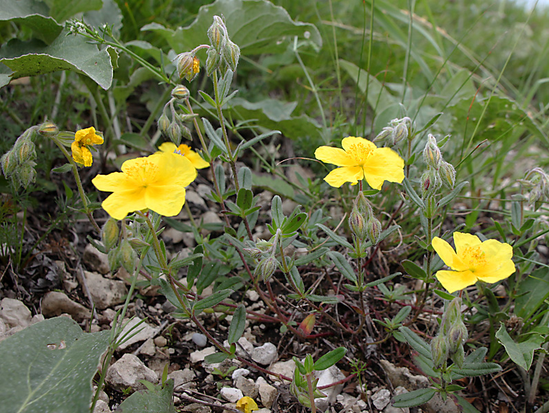 Изображение особи Helianthemum nummularium.