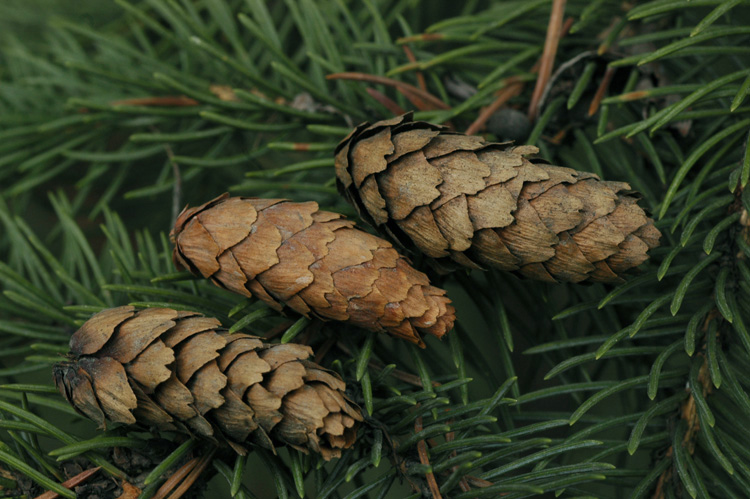 Image of Picea sitchensis specimen.