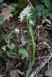 Scilla bifolia