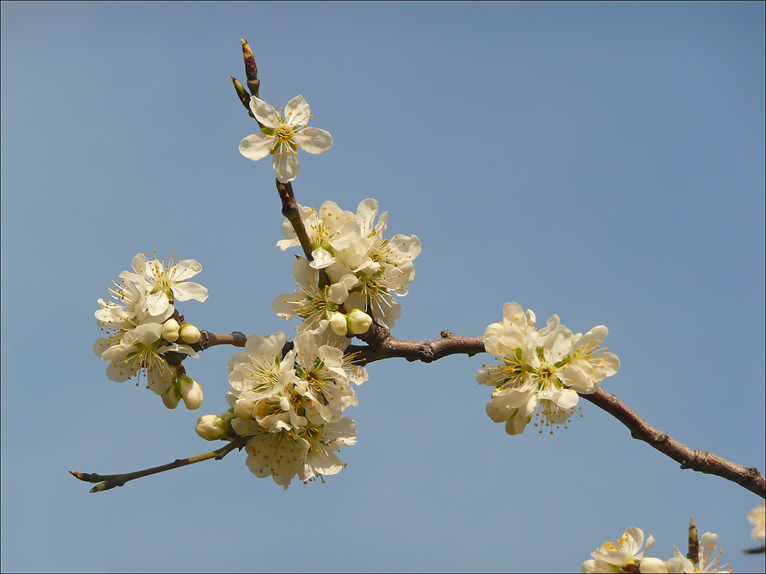 Изображение особи Prunus domestica.