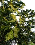 Ailanthus altissima. Вегетативные побеги. Астрахань, сквер. 25.08.2009.