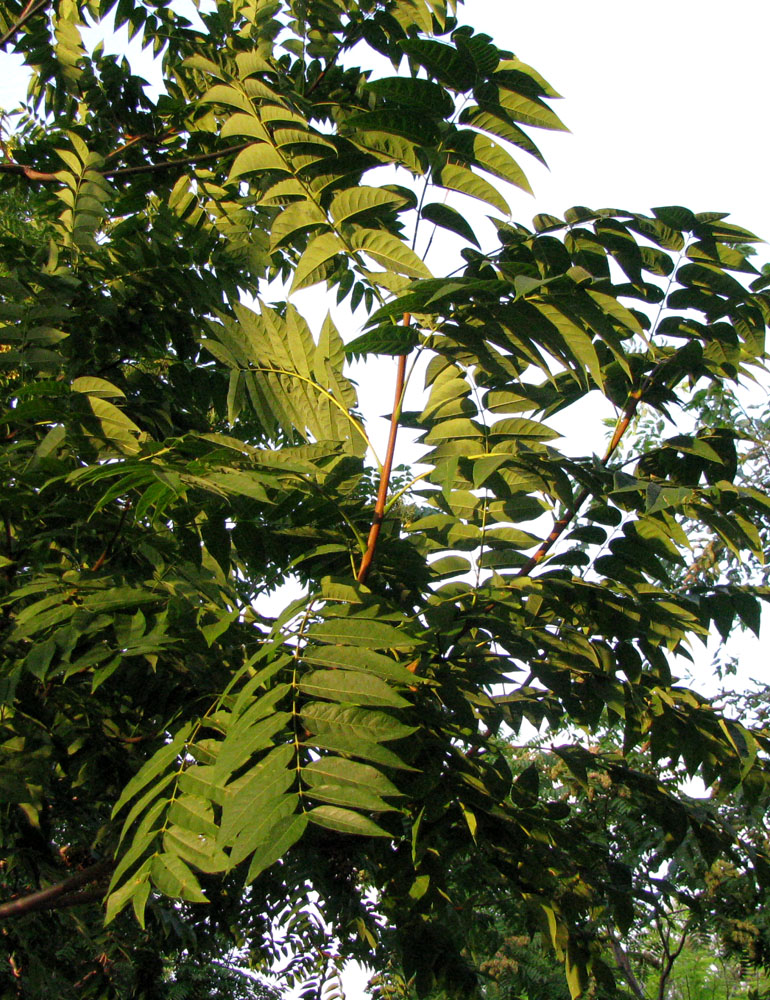 Изображение особи Ailanthus altissima.