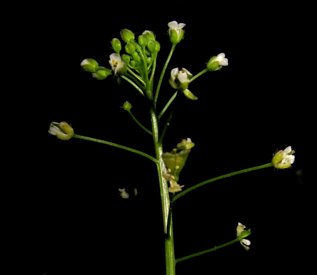 Изображение особи Capsella bursa-pastoris.