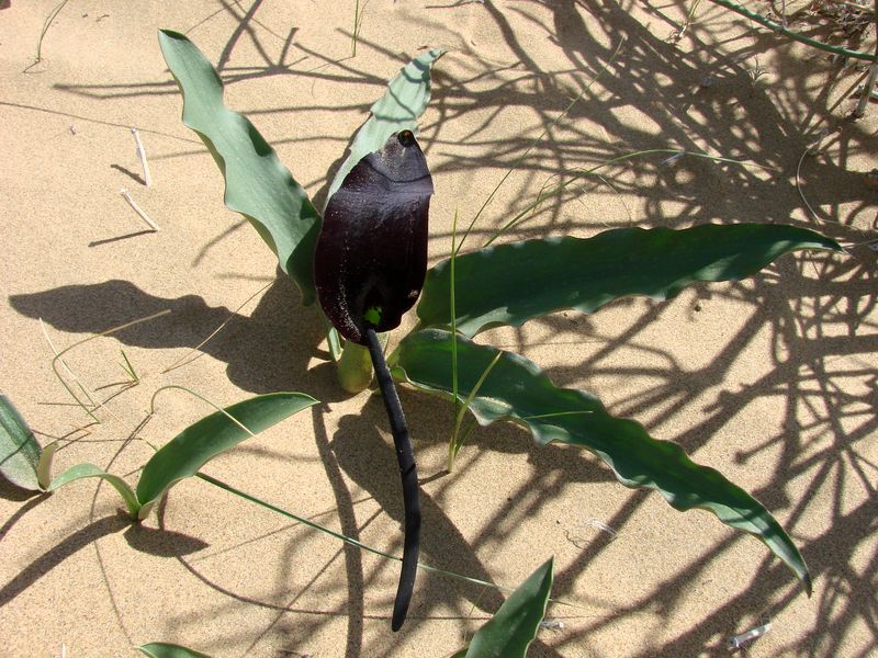 Image of Eminium lehmannii specimen.