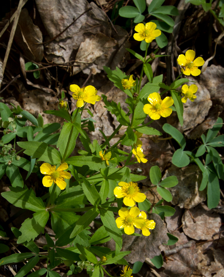 Изображение особи Ranunculus krylovii.