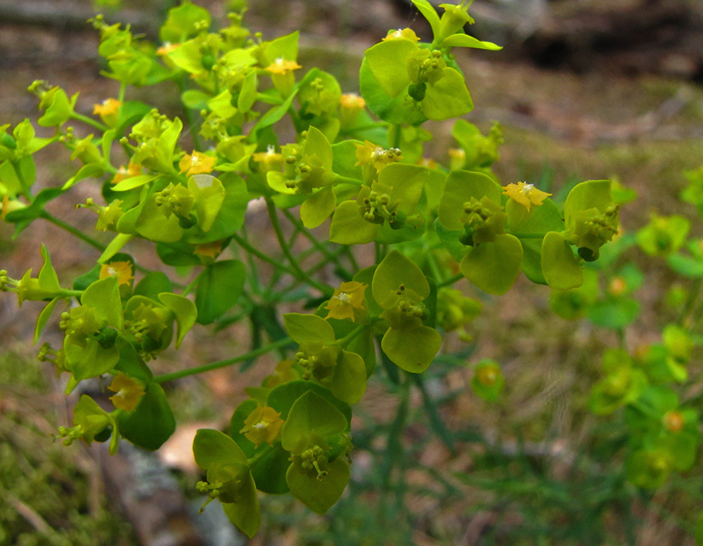 Изображение особи Euphorbia cyparissias.