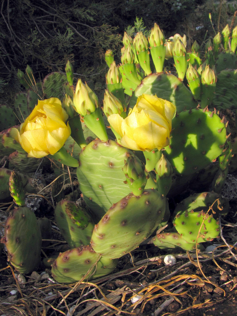 Изображение особи Opuntia humifusa.