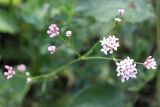 Asperula biebersteinii