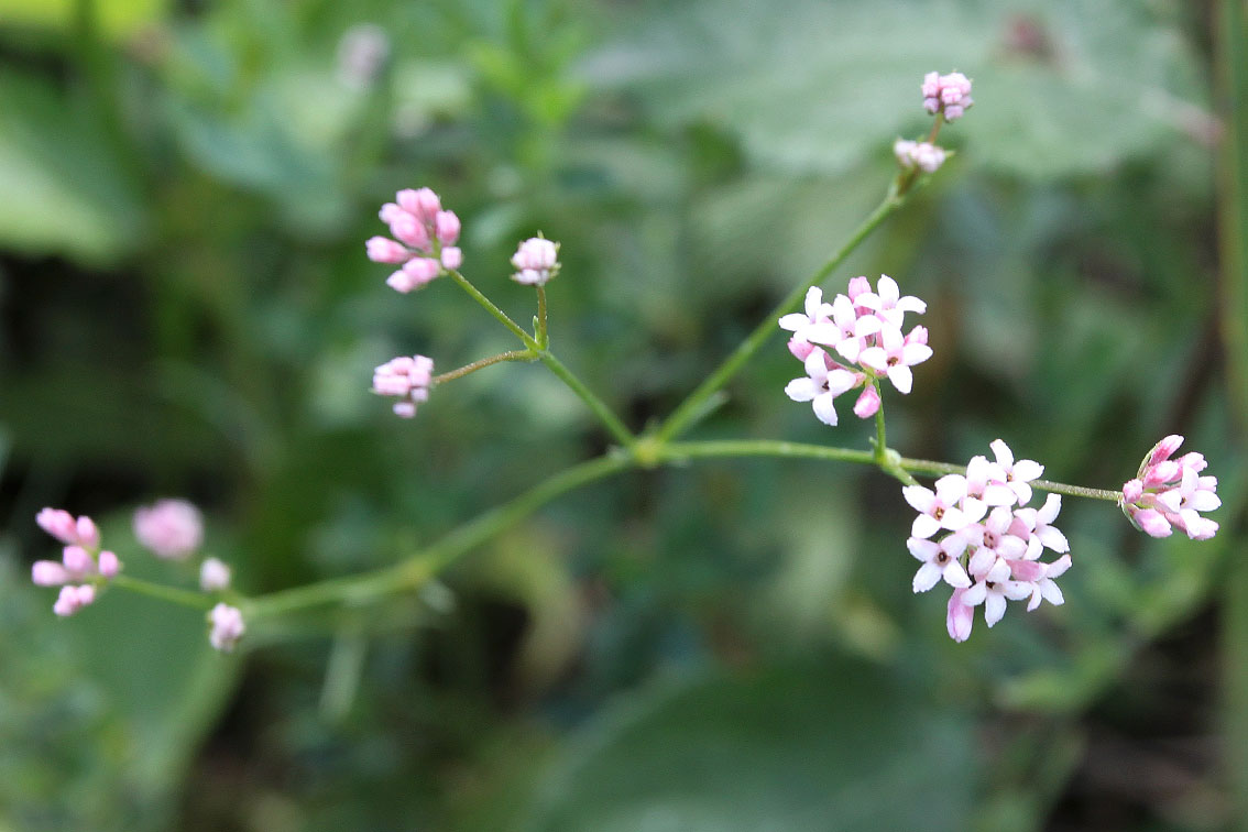 Изображение особи Asperula biebersteinii.