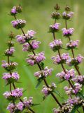 Phlomoides tuberosa