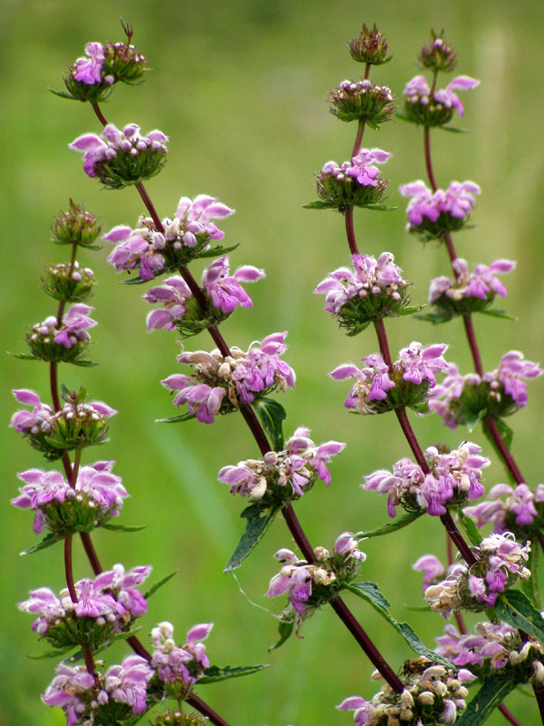 Изображение особи Phlomoides tuberosa.