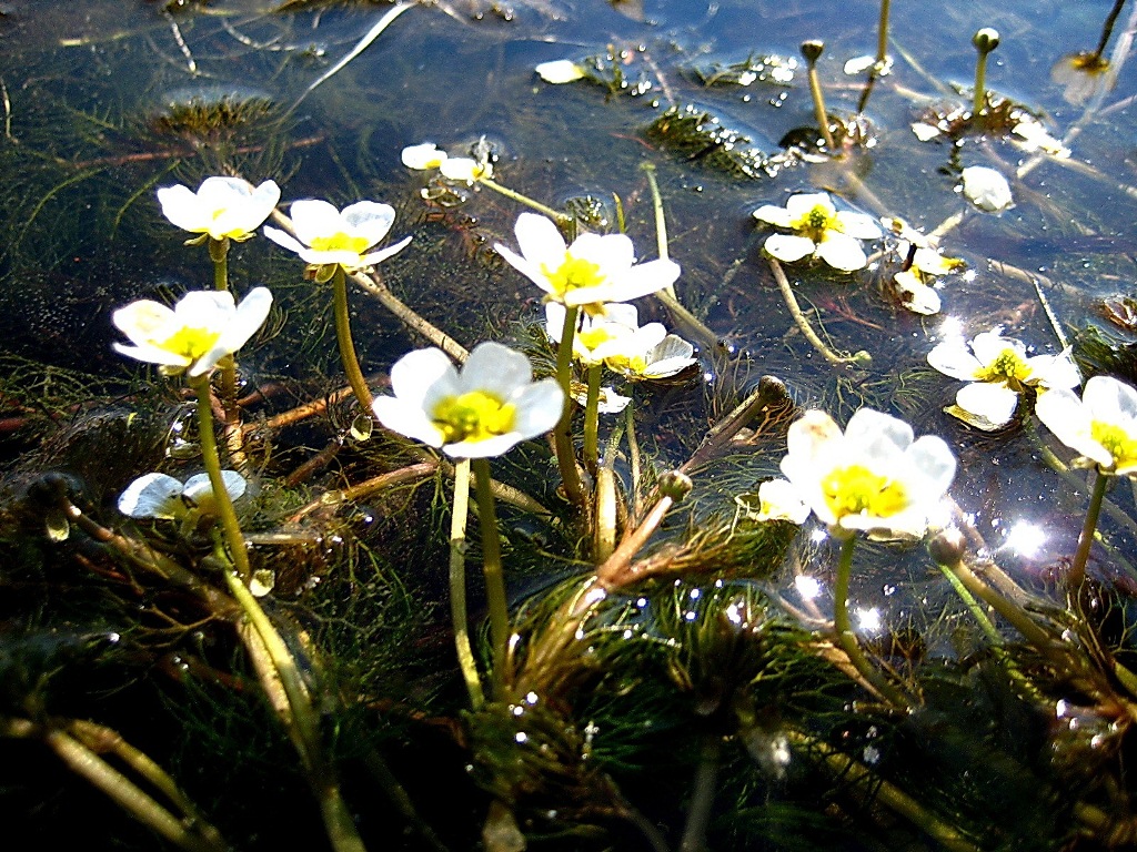 Image of Ranunculus subrigidus specimen.