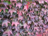 Parthenocissus tricuspidata