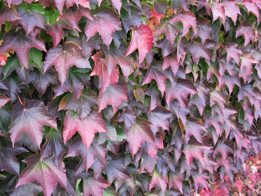 Красный плющ. Девичий виноград триостренный (Parthenocissus tricuspidata).. Виноград пятилисточковый партеноциссус. Девичий виноград пятилисточковый.