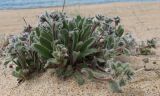 Craniospermum subvillosum