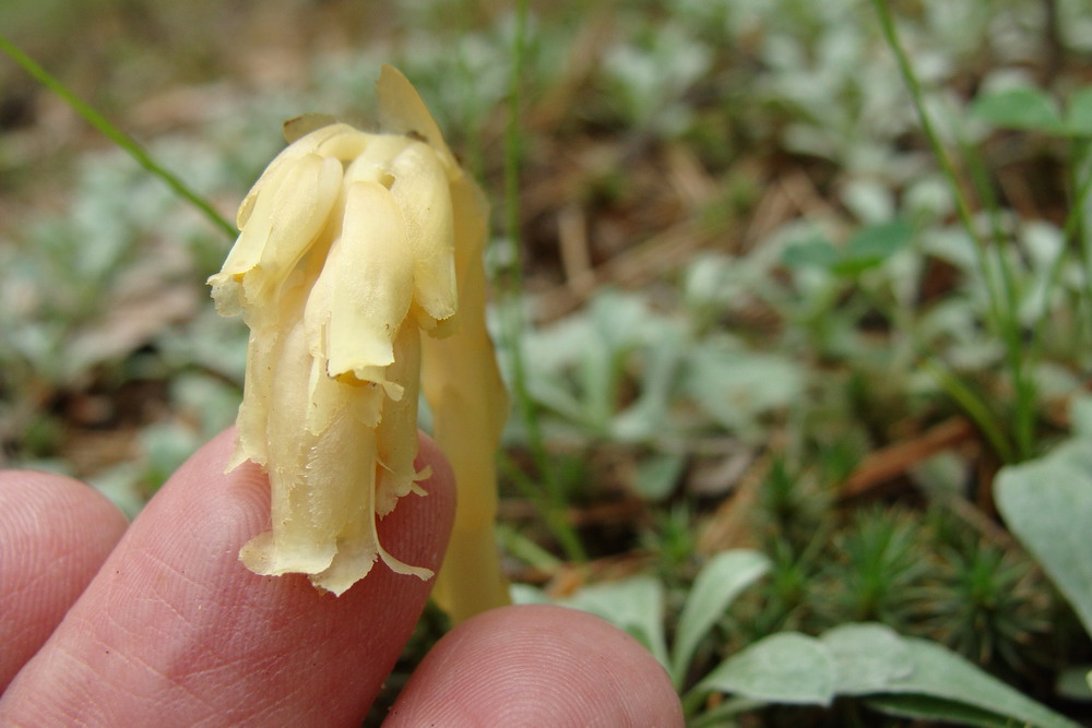Image of Hypopitys monotropa specimen.