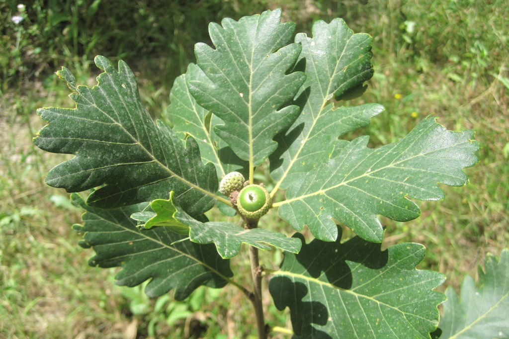 Изображение особи Quercus macranthera.