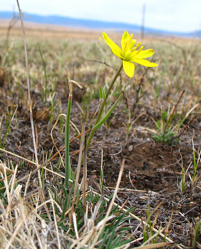 Image of Gagea pauciflora specimen.