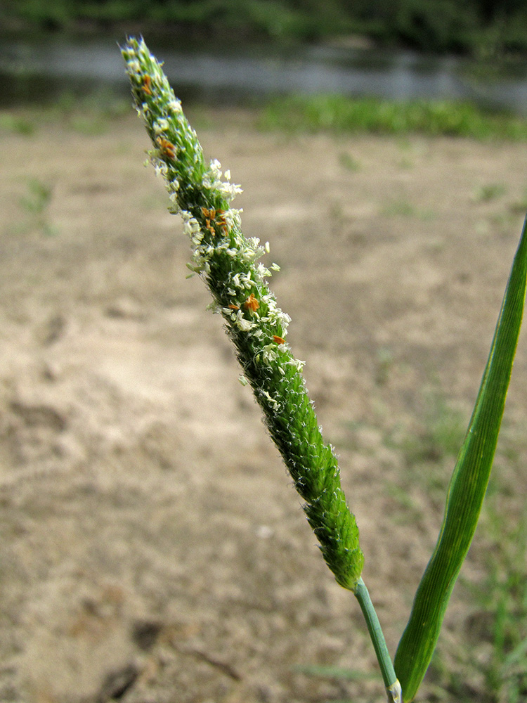 Image of Alopecurus aequalis specimen.