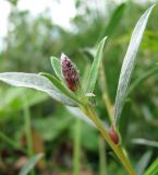 Salix rosmarinifolia